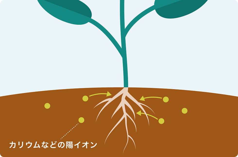 カリウムの吸収
