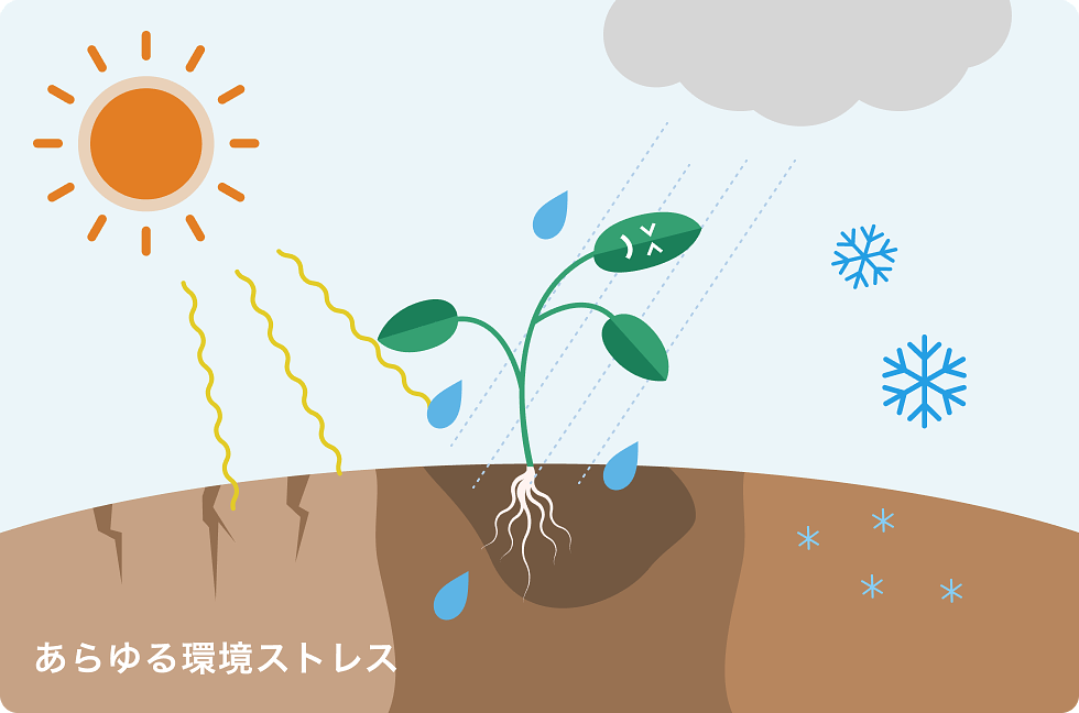 illust