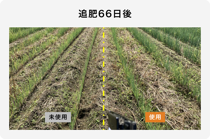 白ネギ