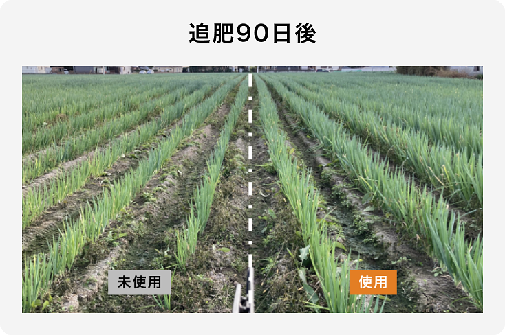 白ネギ